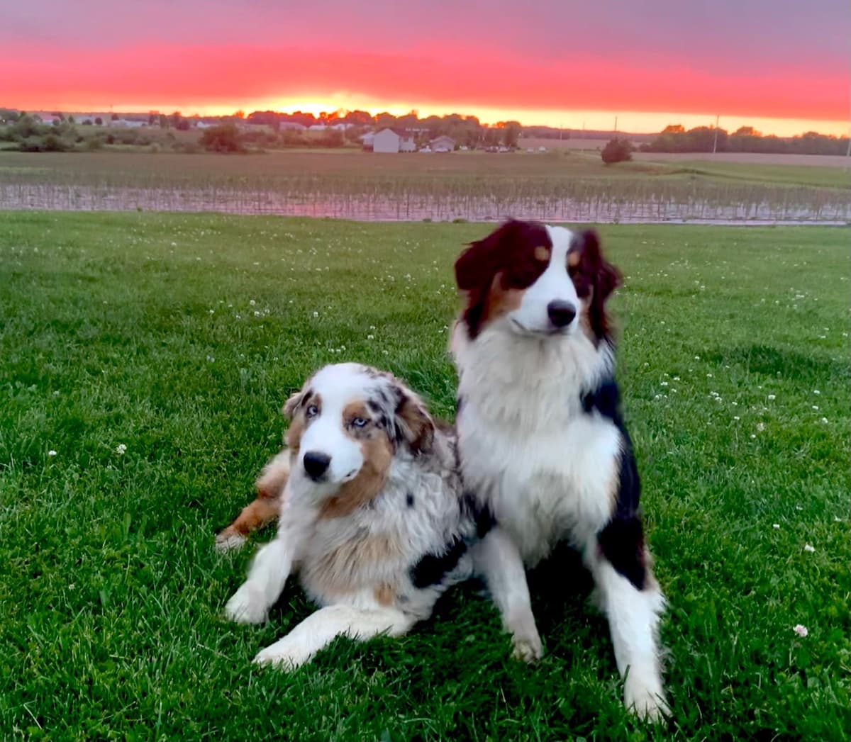 Australian Shepherd Puppies breeder image 1