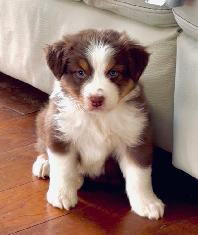 Australian Shepherd Puppies media 2