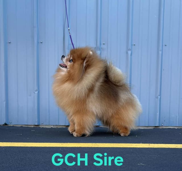 GCH Sired Pomeranian Puppies media 13