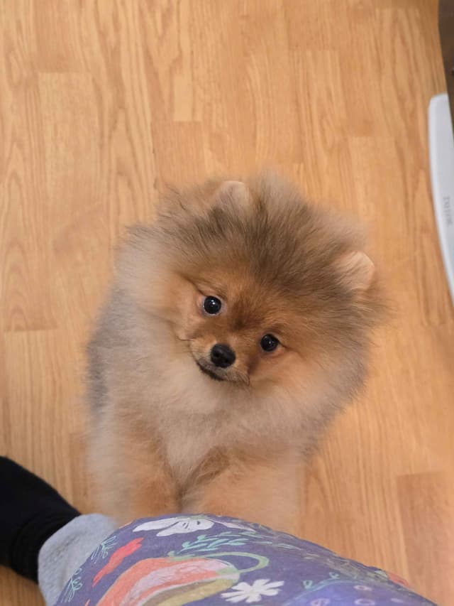 GCH Sired Pomeranian Puppies media 10