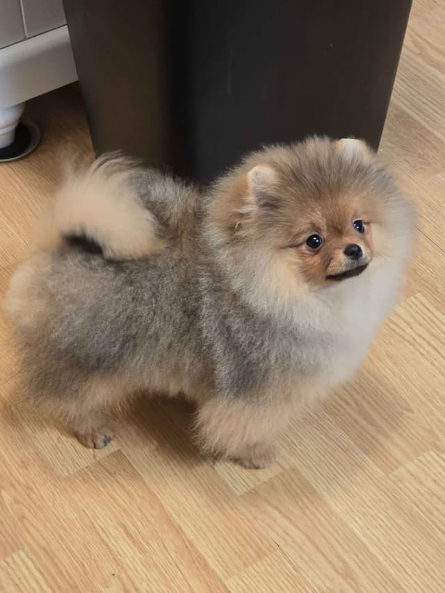GCH Sired Pomeranian Puppies media 9