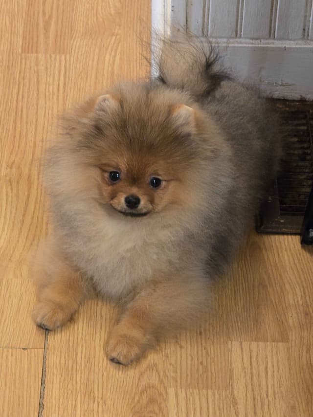 GCH Sired Pomeranian Puppies media 5