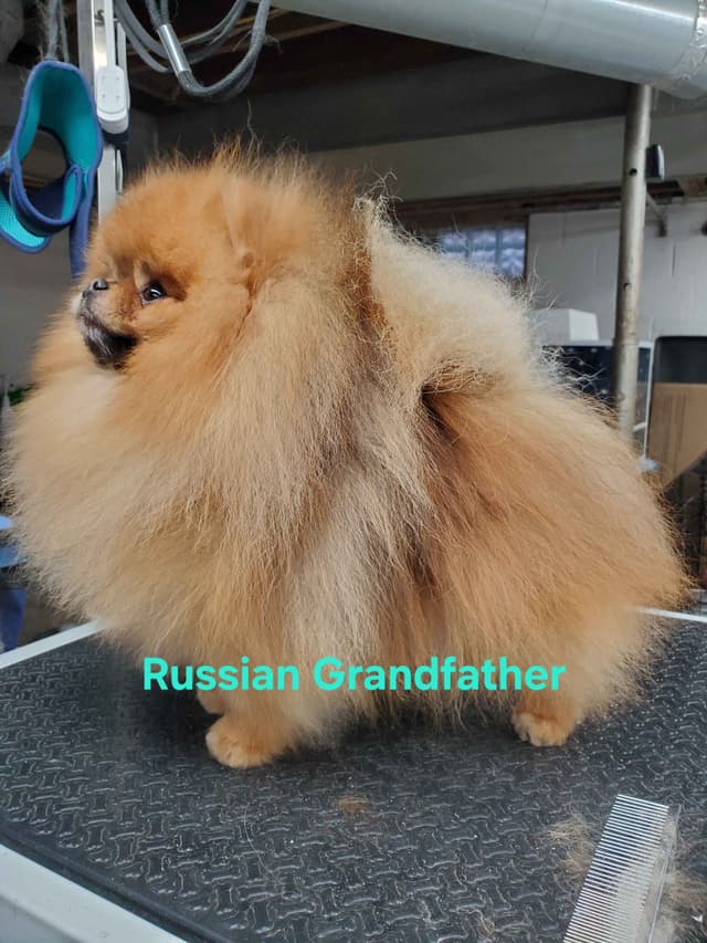 GCH Sired Pomeranian Puppies media 12