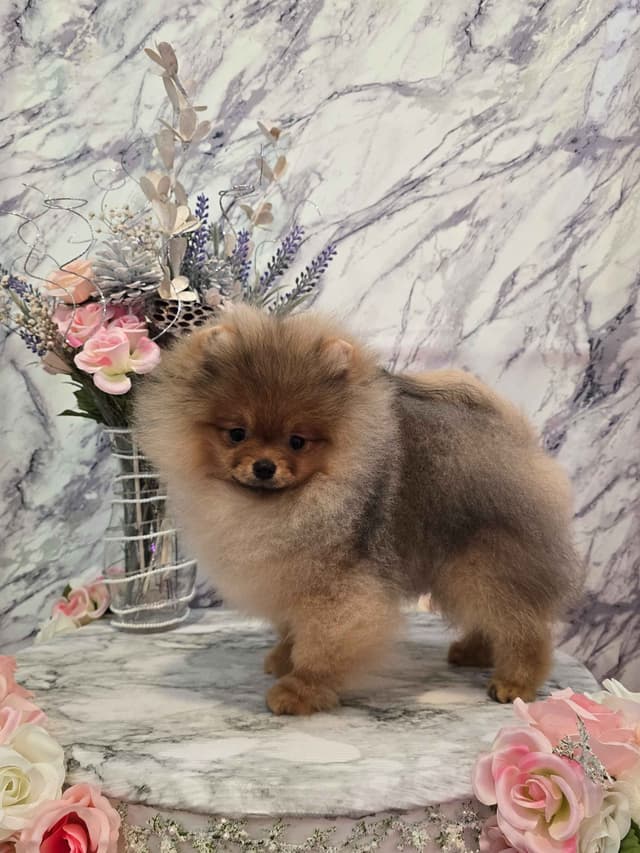 GCH Sired Pomeranian Puppies media 2