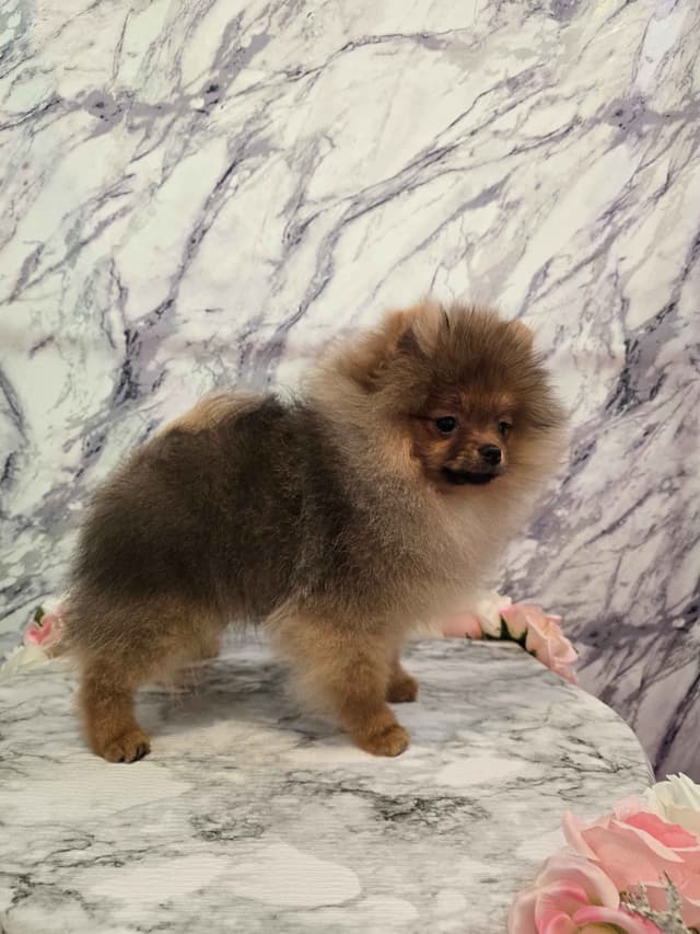 GCH Sired Pomeranian Puppies media 4