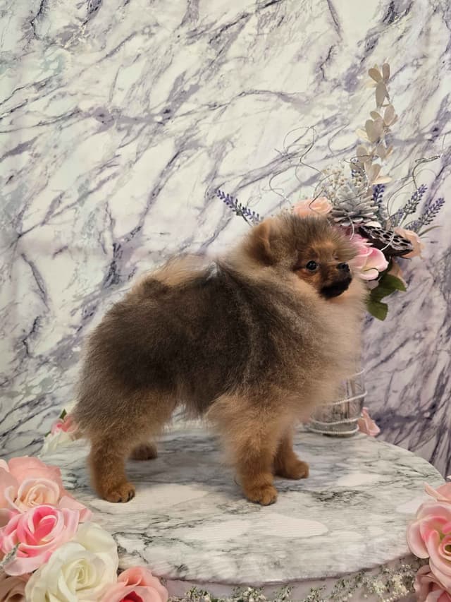 GCH Sired Pomeranian Puppies media 6