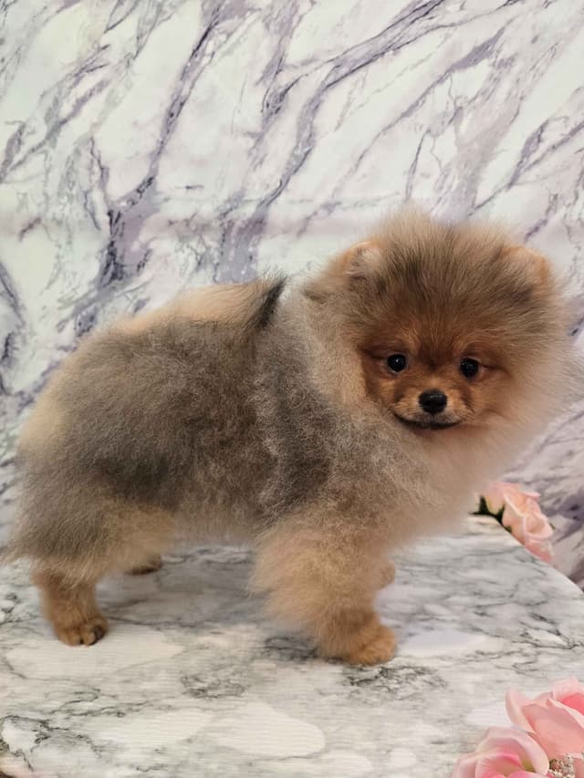 GCH Sired Pomeranian Puppies media 8