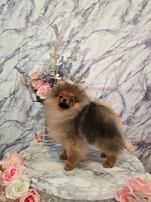 GCH Sired Pomeranian Puppies media 3