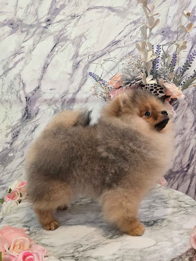 GCH Sired Pomeranian Puppies media 7