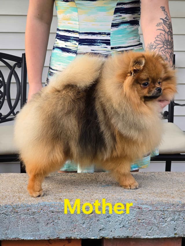 GCH Sired Pomeranian Puppies media 14