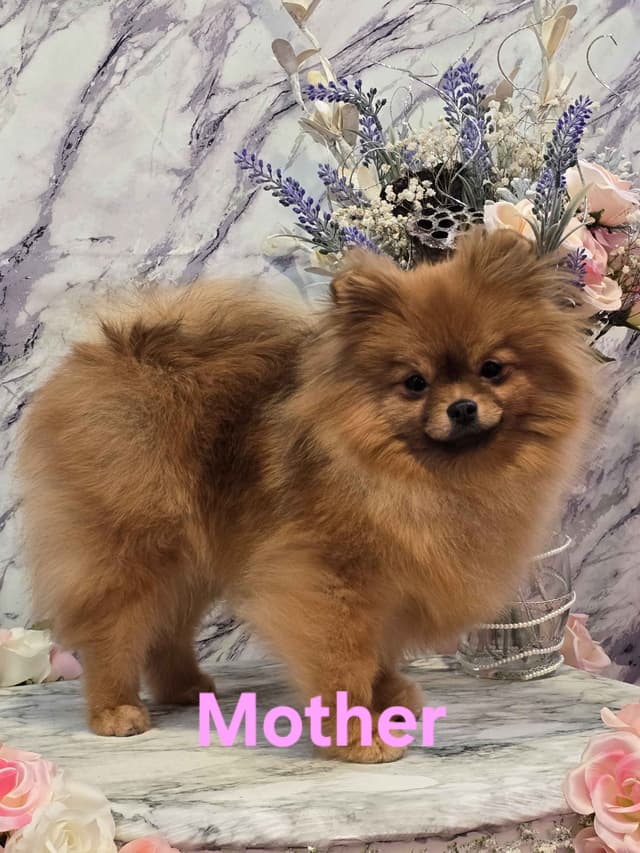 TINY CH Sired Pomeranian Puppy media 9