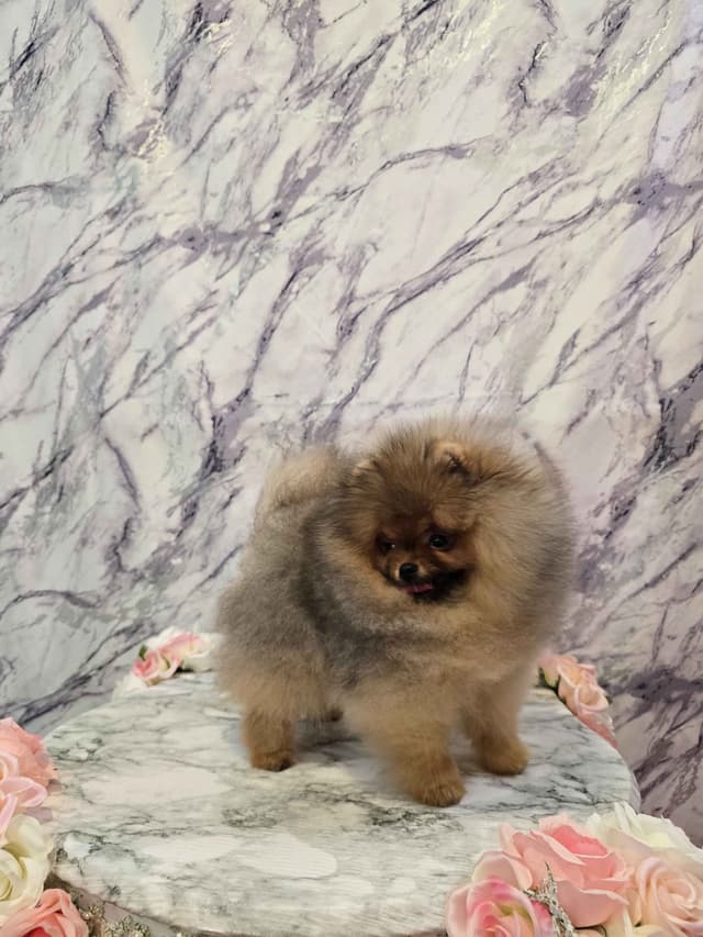 TINY CH Sired Pomeranian Puppy media 3