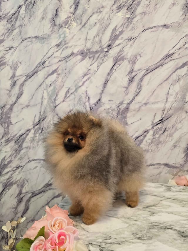 TINY CH Sired Pomeranian Puppy media 4