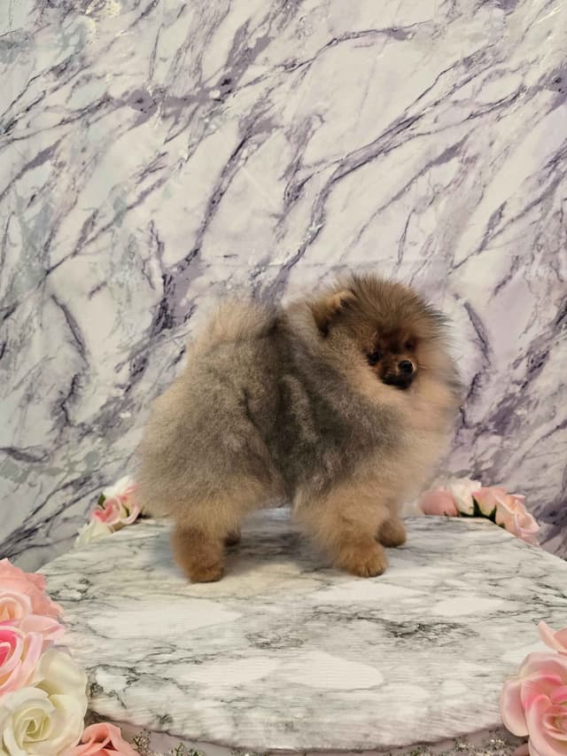 TINY CH Sired Pomeranian Puppy media 5
