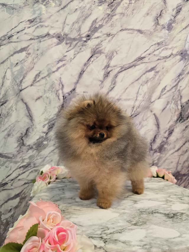 TINY CH Sired Pomeranian Puppy media 2