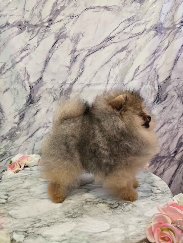 TINY CH Sired Pomeranian Puppy media 6