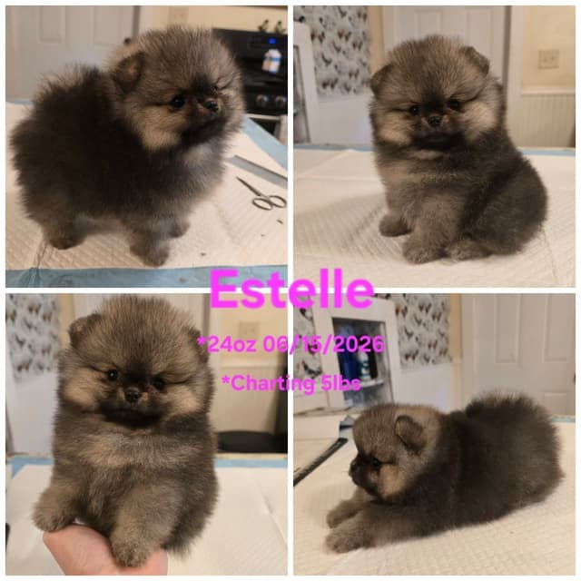 Tiny Pomeranian Puppies media 4