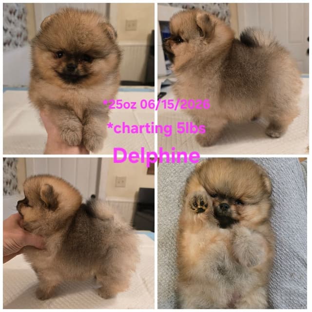 Tiny Pomeranian Puppies media 2