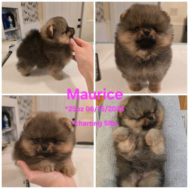 Tiny Pomeranian Puppies media 3