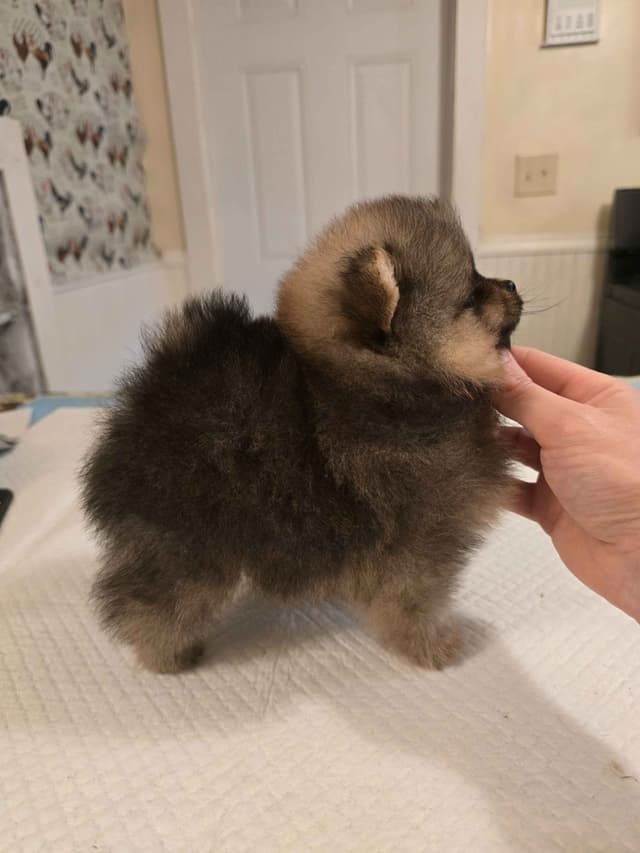 Tiny Pomeranian Puppies media 7