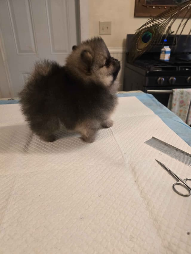 Tiny Pomeranian Puppies media 10