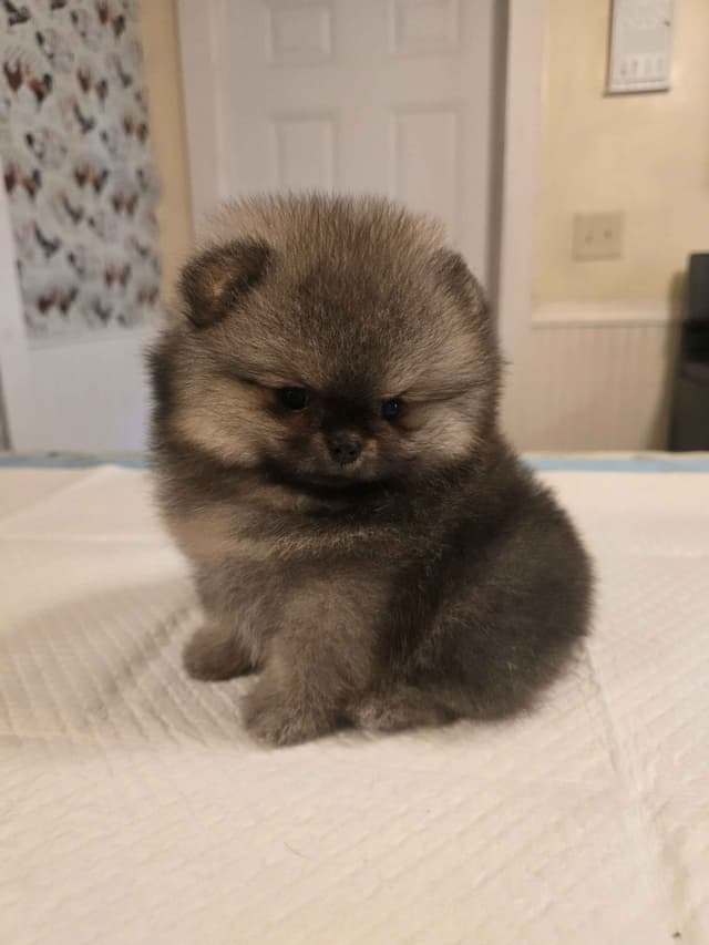 Tiny Pomeranian Puppies media 11