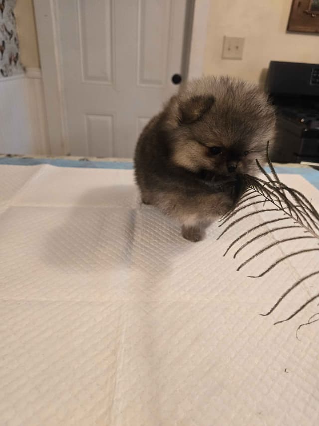 Tiny Pomeranian Puppies media 12