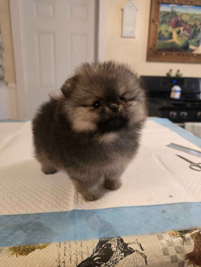Tiny Pomeranian Puppies media 13