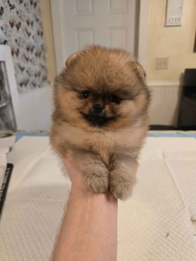 Tiny Pomeranian Puppies media 14