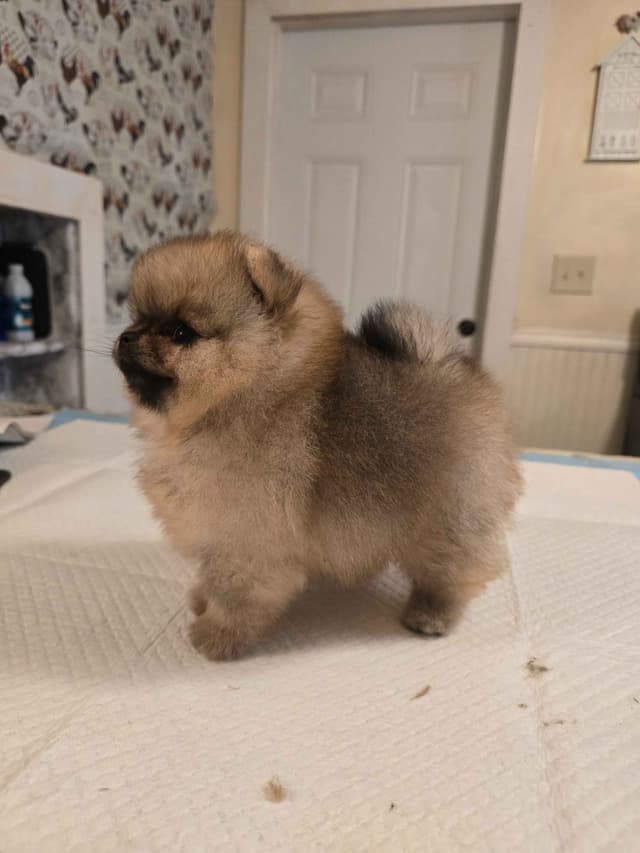 Tiny Pomeranian Puppies media 15