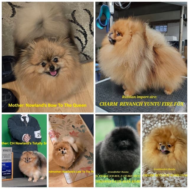 Tiny Pomeranian Puppies media 5