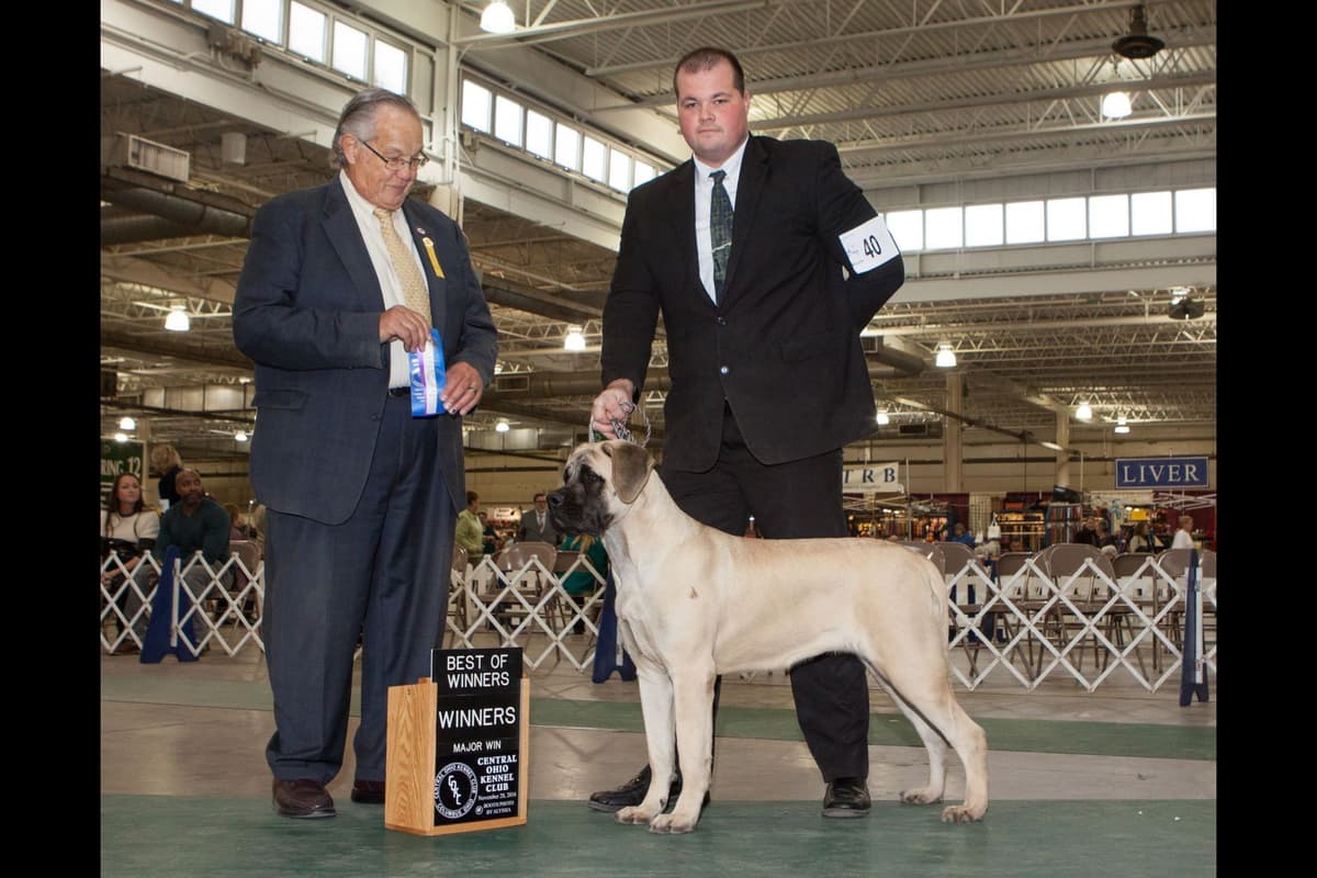 AKC Championed Sire and Dam breeder image 1