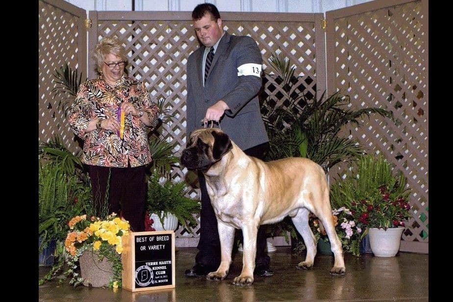 AKC Championed Sire and Dam breeder image 5