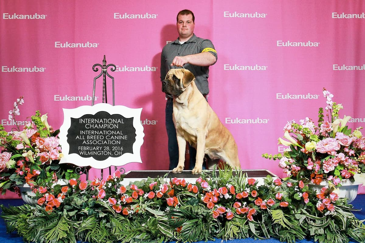 AKC Championed Sire and Dam breeder image 4