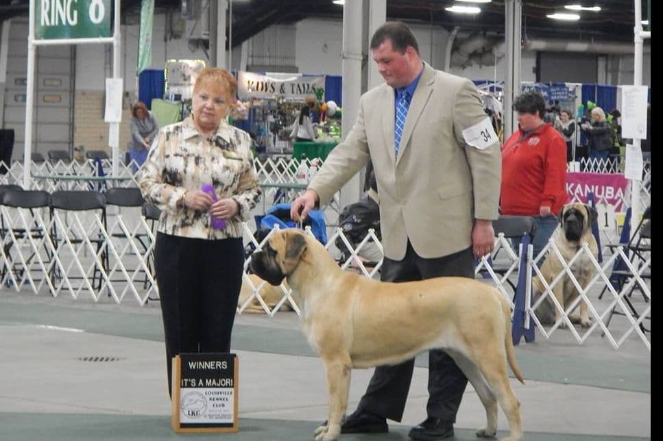 AKC Championed Sire and Dam breeder image 3