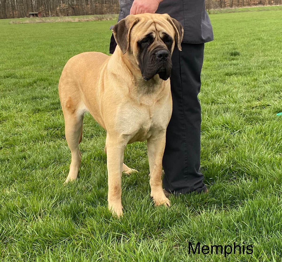 AKC Championed Sire and Dam breeder image 7