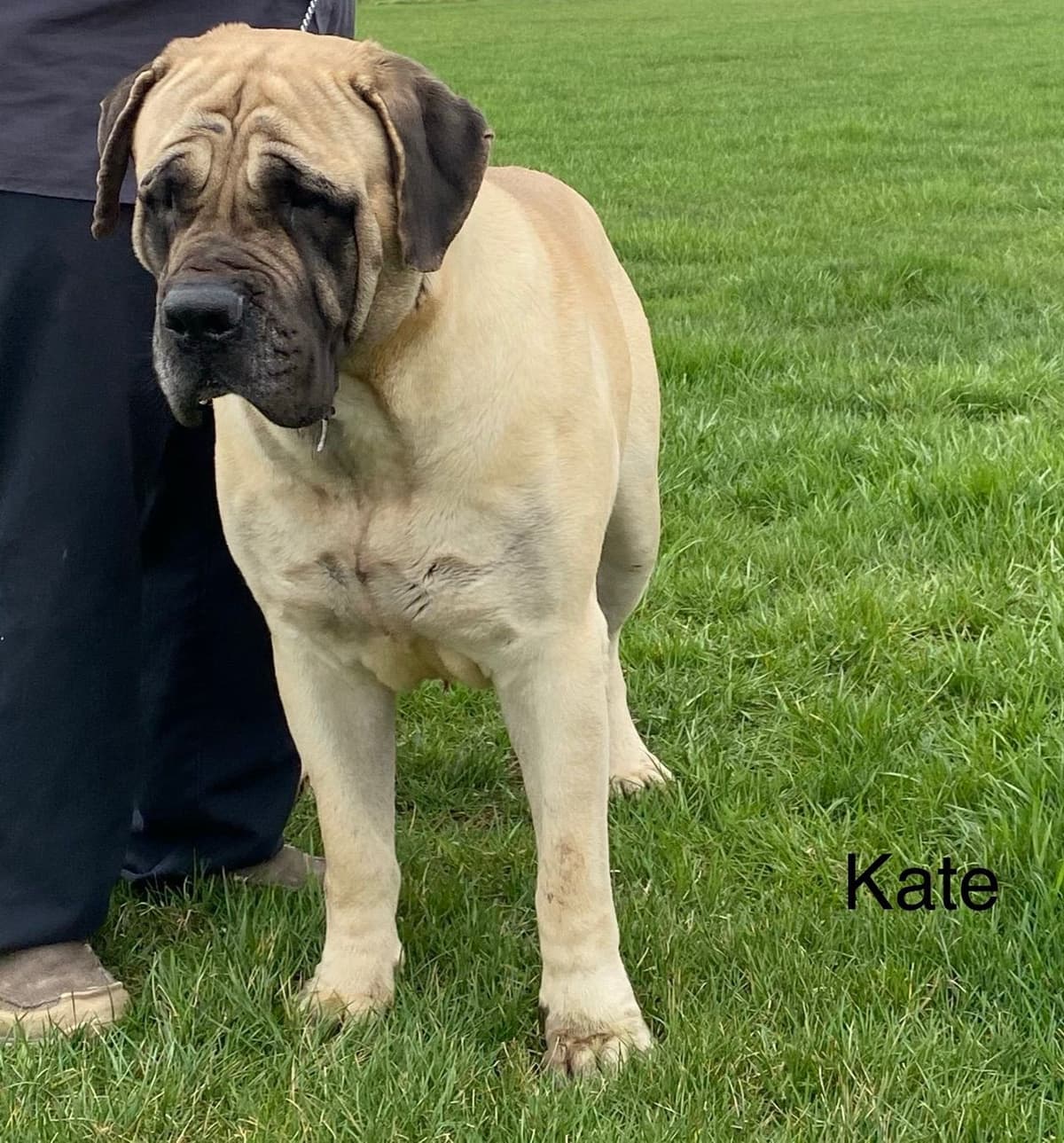 AKC Championed Sire and Dam breeder image 6