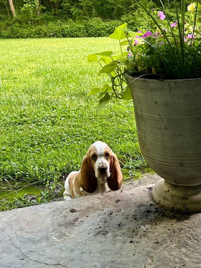 AKC Championed Sire and Dam media 2