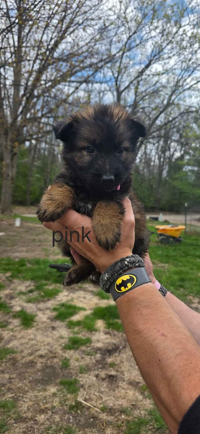 German Shepherd Dog Puppies media 3