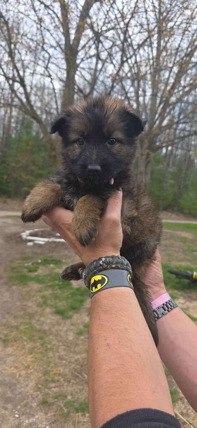 German Shepherd Dog Puppies media 4
