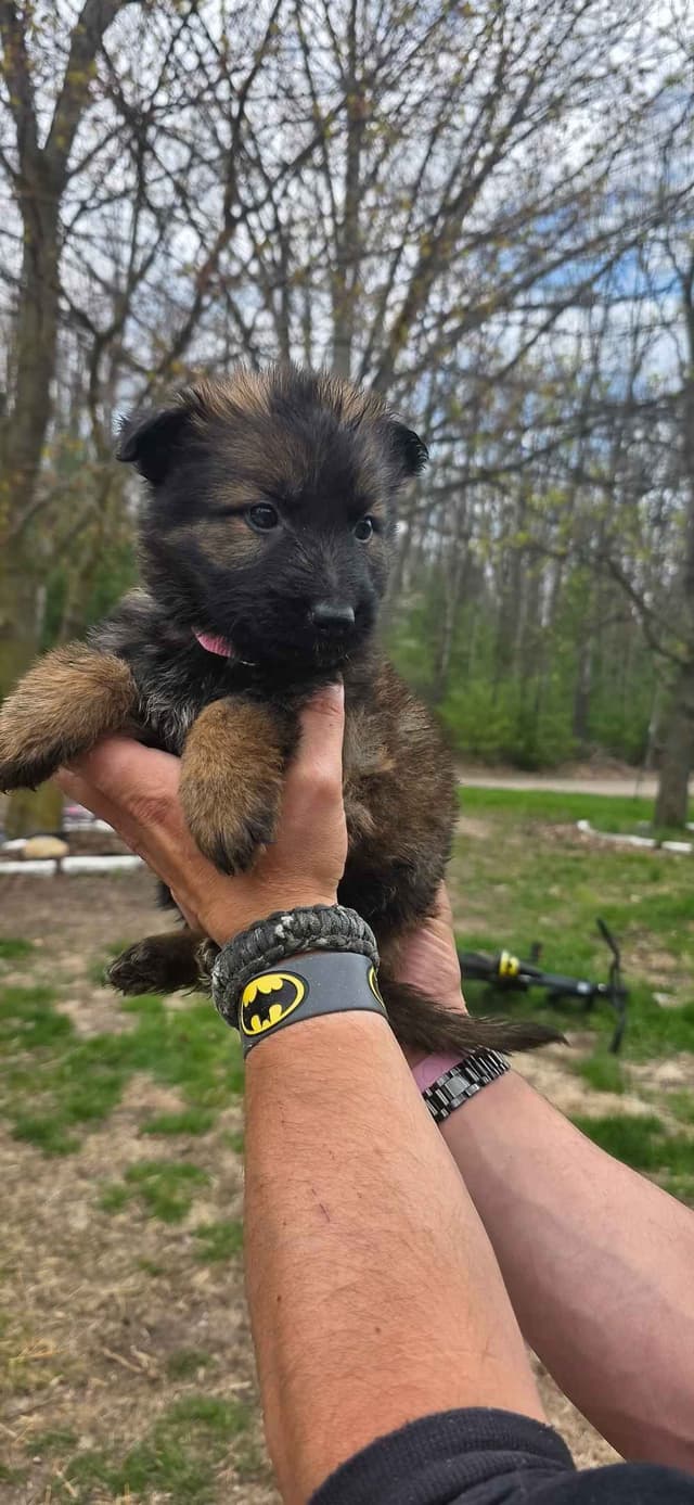 German Shepherd Dog Puppies media 5