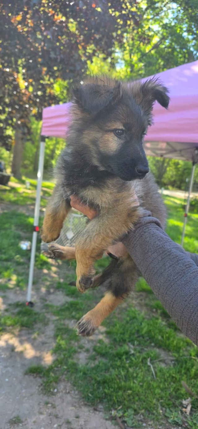German Shepherd Dog Puppies media 7