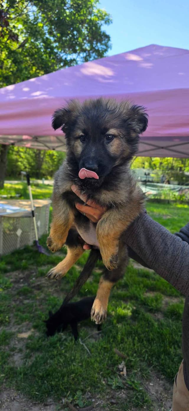 German Shepherd Dog Puppies media 8