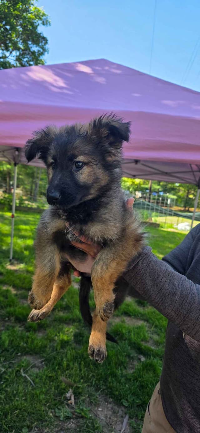 German Shepherd Dog Puppies media 10