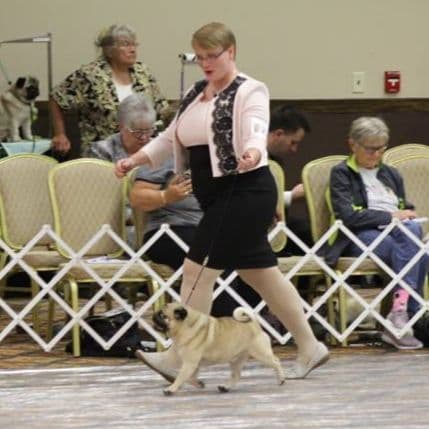 Male Pug Puppy breeder image 1