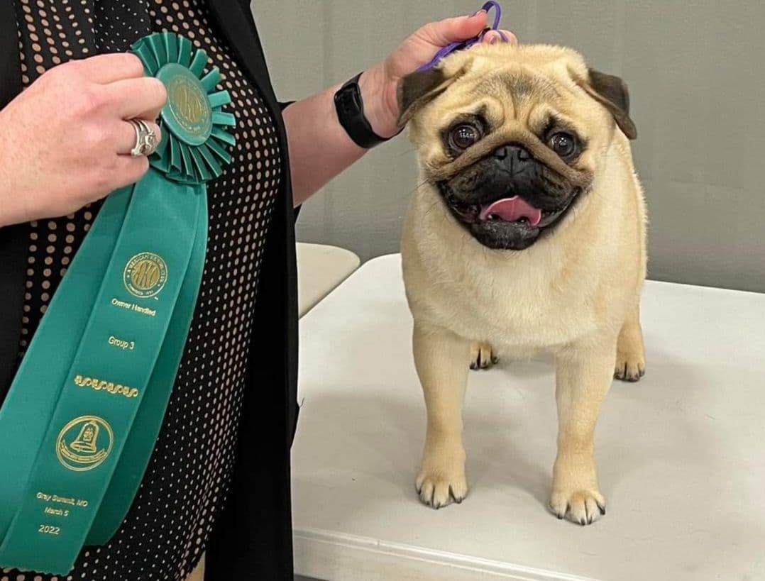 Male Pug Puppy breeder image 2