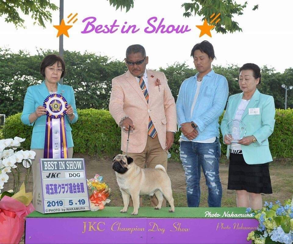 Male Pug Puppy breeder image 4