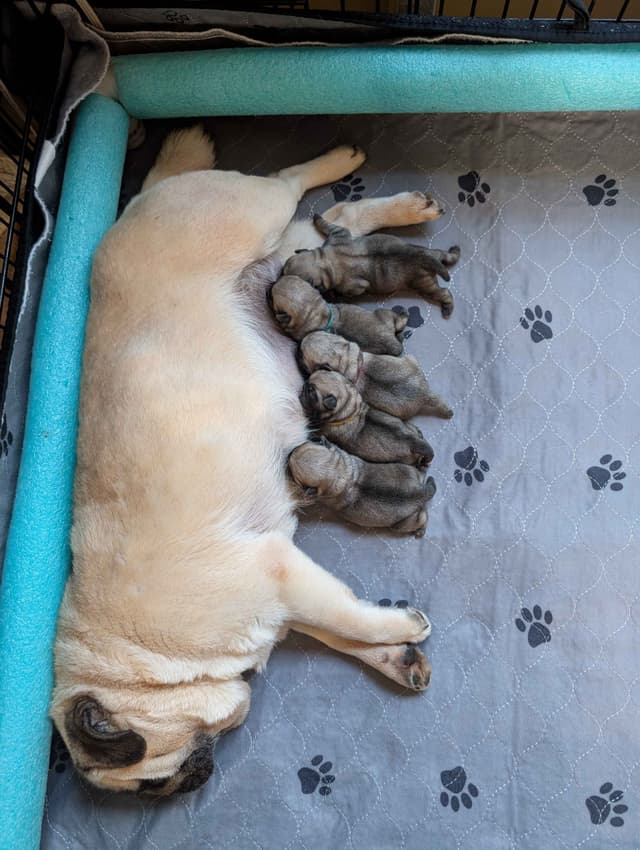Male Pug Puppy media 2