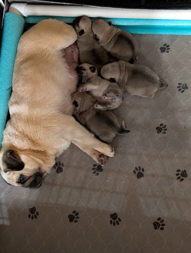 Male Pug Puppy media 3