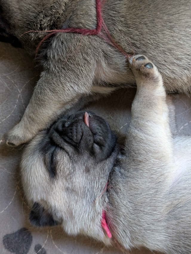Male Pug Puppy media 4